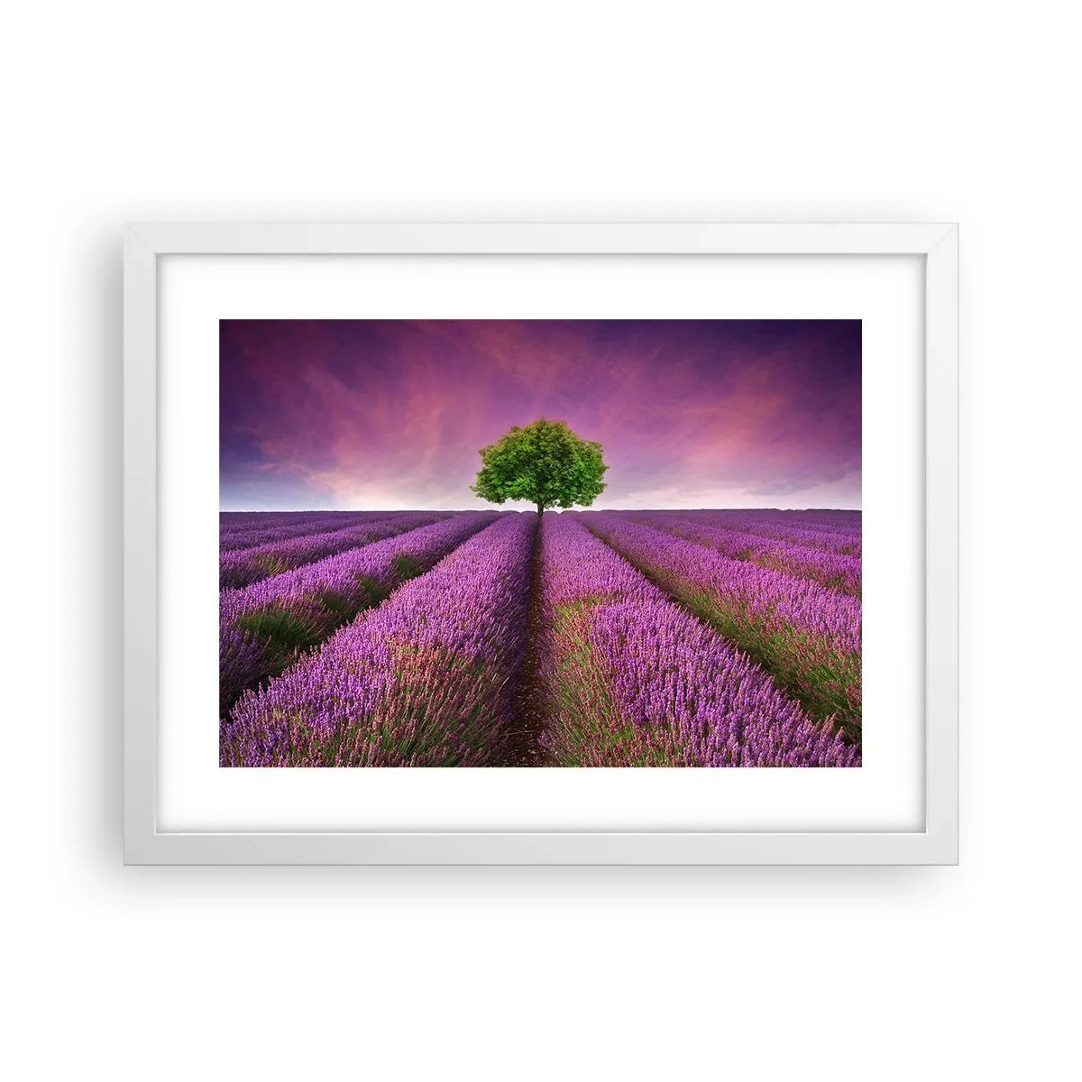 Affisch i vit ram - På lavendelåkrarna - 40x30 cm
