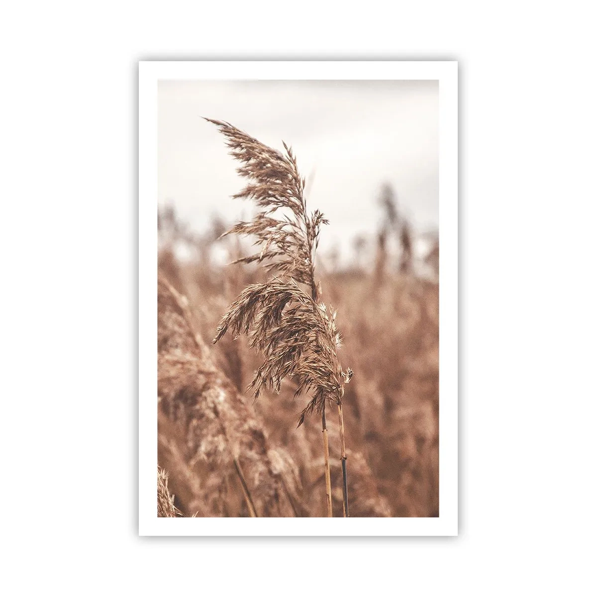 Affisch - Hösten är framme på åkrarna - 61x91 cm