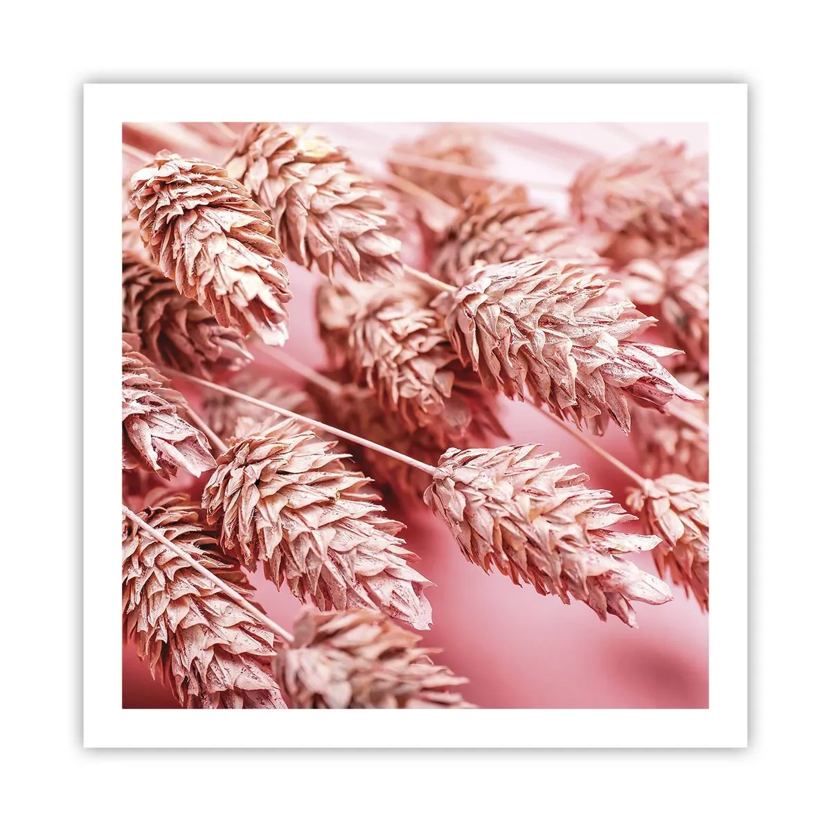 Affisch - Blomkaskad i rosa - 60x60 cm