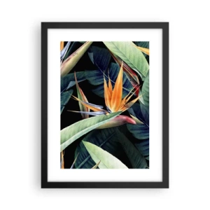 Affisch i svart ram - Tropikens brinnande blommor - 30x40 cm