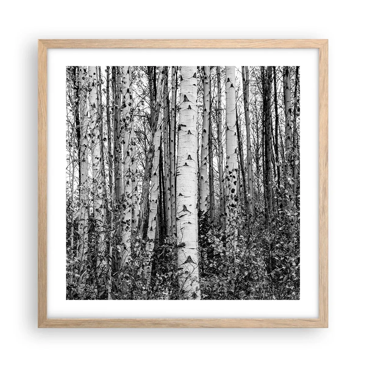 Affisch i ram av ljusek - Björkpelargång - 50x50 cm