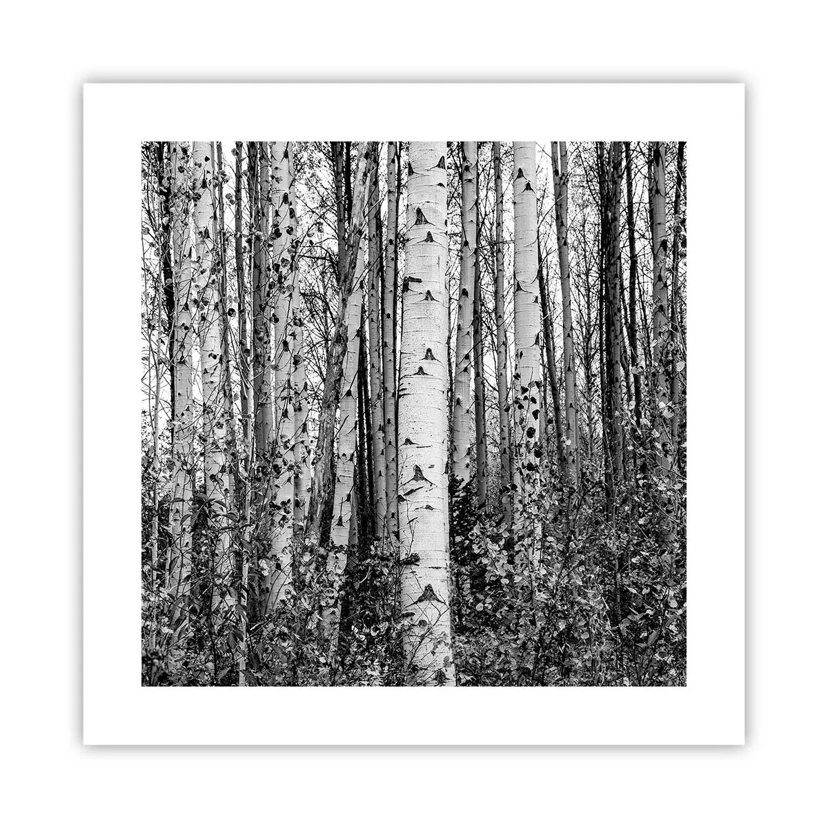 Affisch - Björkpelargång - 40x40 cm