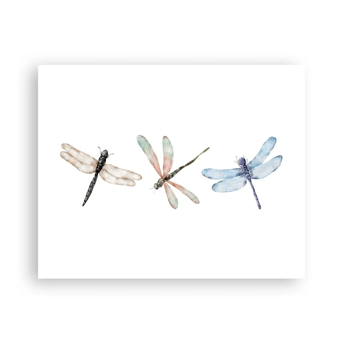 Affisch - Viktlösa trollsländor - 50x40 cm