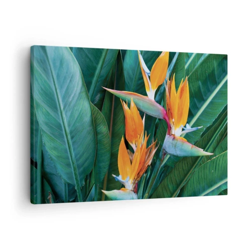 Canvastavla - Bild på duk - Exotiska strelitziablommor omgivna av gröna blad - 70x50cm - Är det en blomma, eller en fågel? - Modern väggdekoration för vardagsrum och sovrum ARTTOR