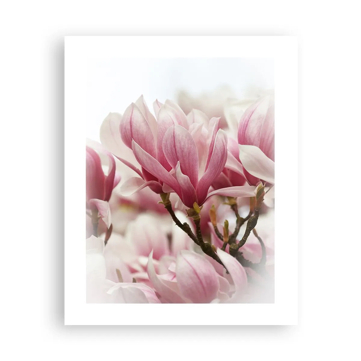 Affisch - Vårblommor - 40x50 cm