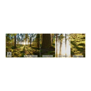 Provbit av fototapet Premium Sand - ...Bortom sjunde skogen - Landskap, Skog, Natur - 100x30 cm