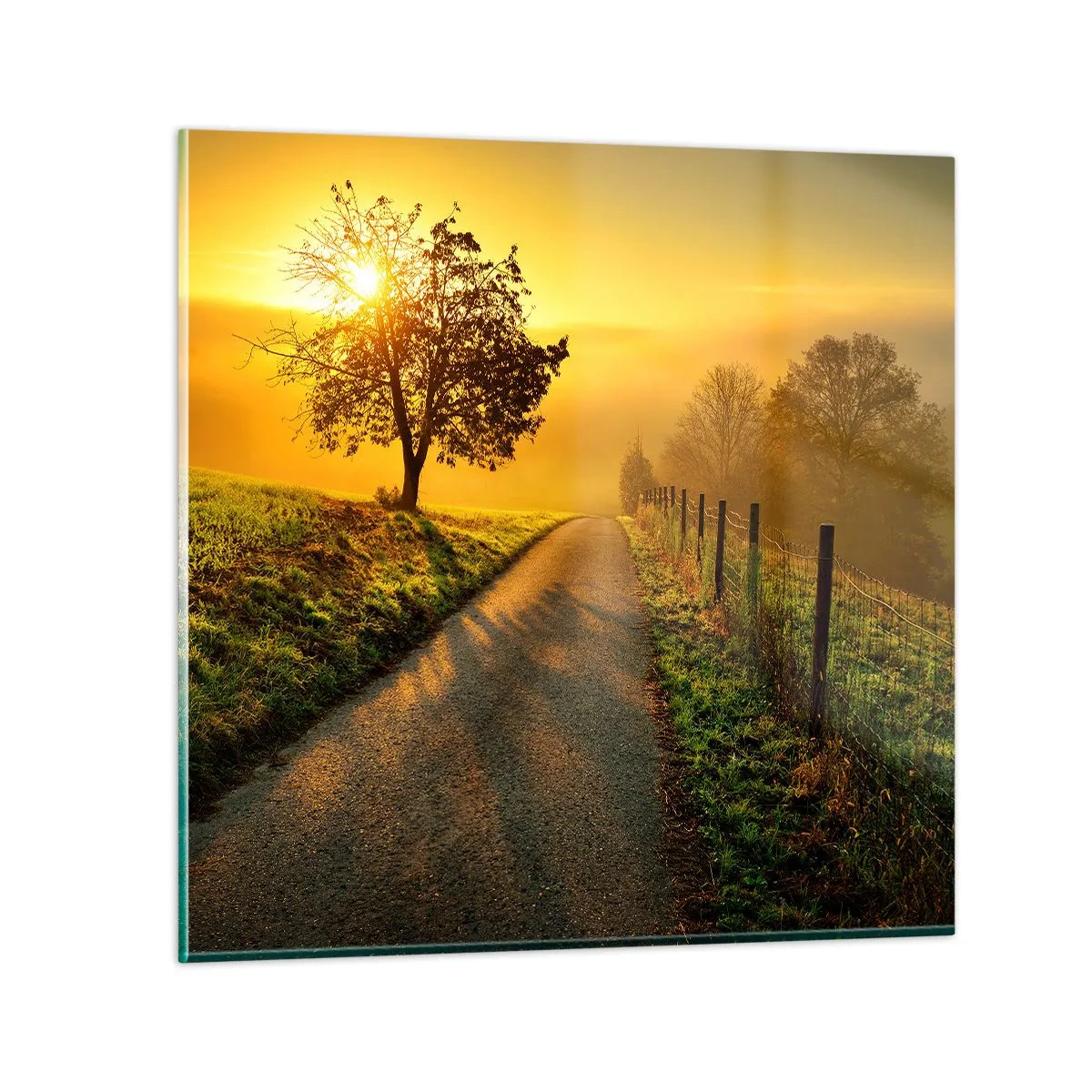 Glastavla - Bild på glas - Honungfärgad eftermiddag - 50x50 cm