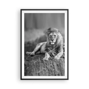 Affisch i svart ram - Kunglig siesta - 61x91 cm