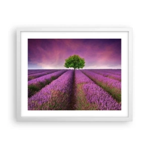 Affisch i vit ram - På lavendelåkrarna - 50x40 cm