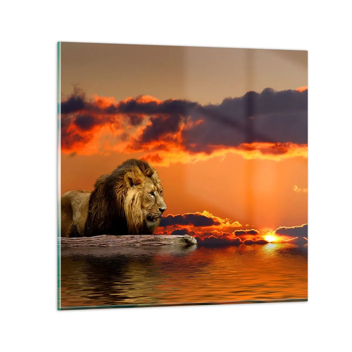 Glastavla - Bild på glas - Naturens kung - 70x70 cm