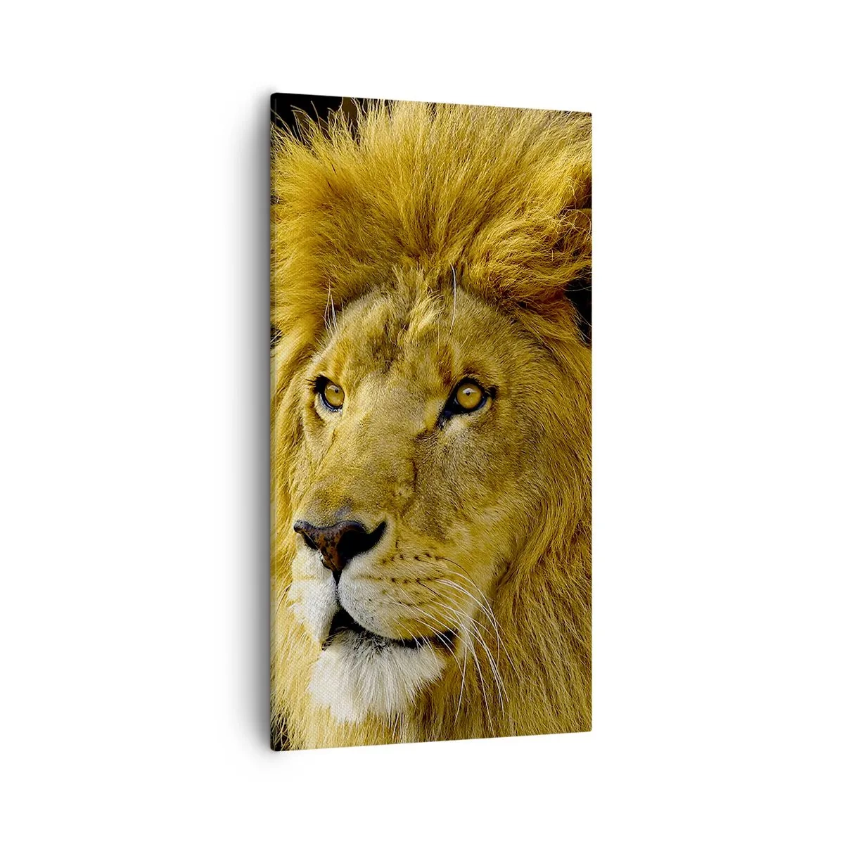 Canvastavla - Bild på duk - Kungens porträtt - 55x100 cm