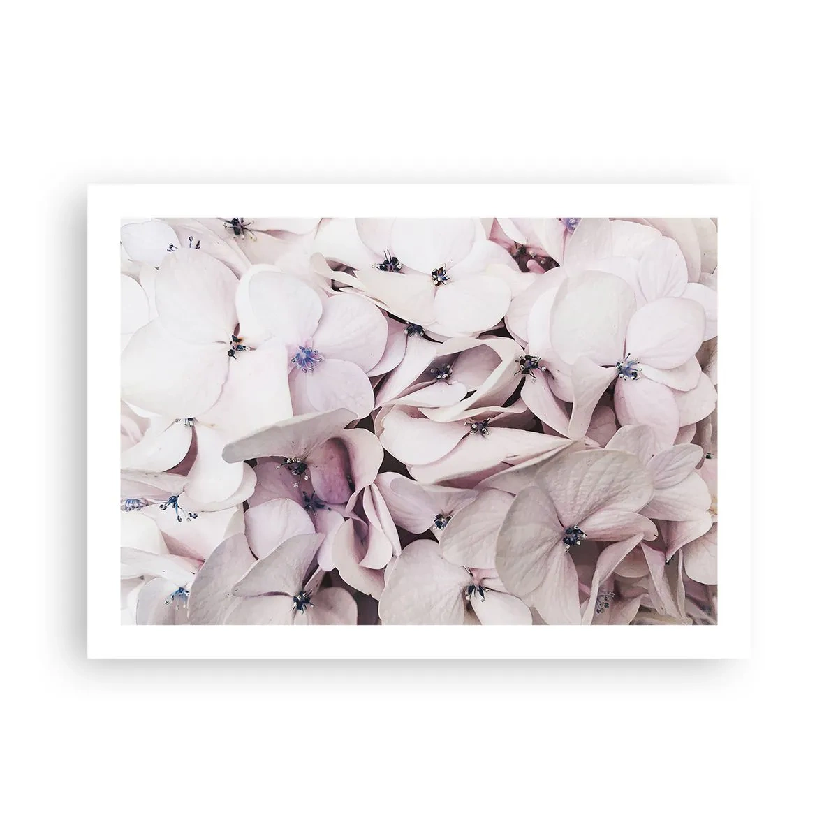 Affisch - I en flod av blommor - 70x50 cm