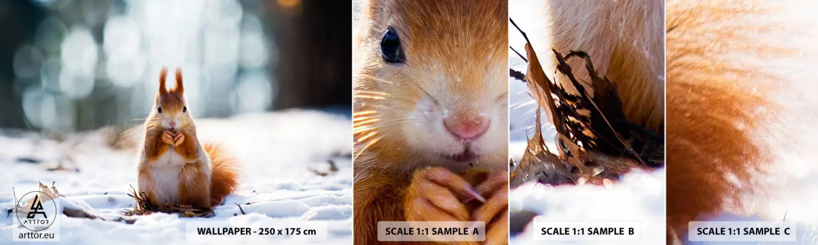 Provbit av självhäftande fototapet Deluxe Sticker - Vad glor du på? - Djur, Ekorre, Vinter - 100x30 cm