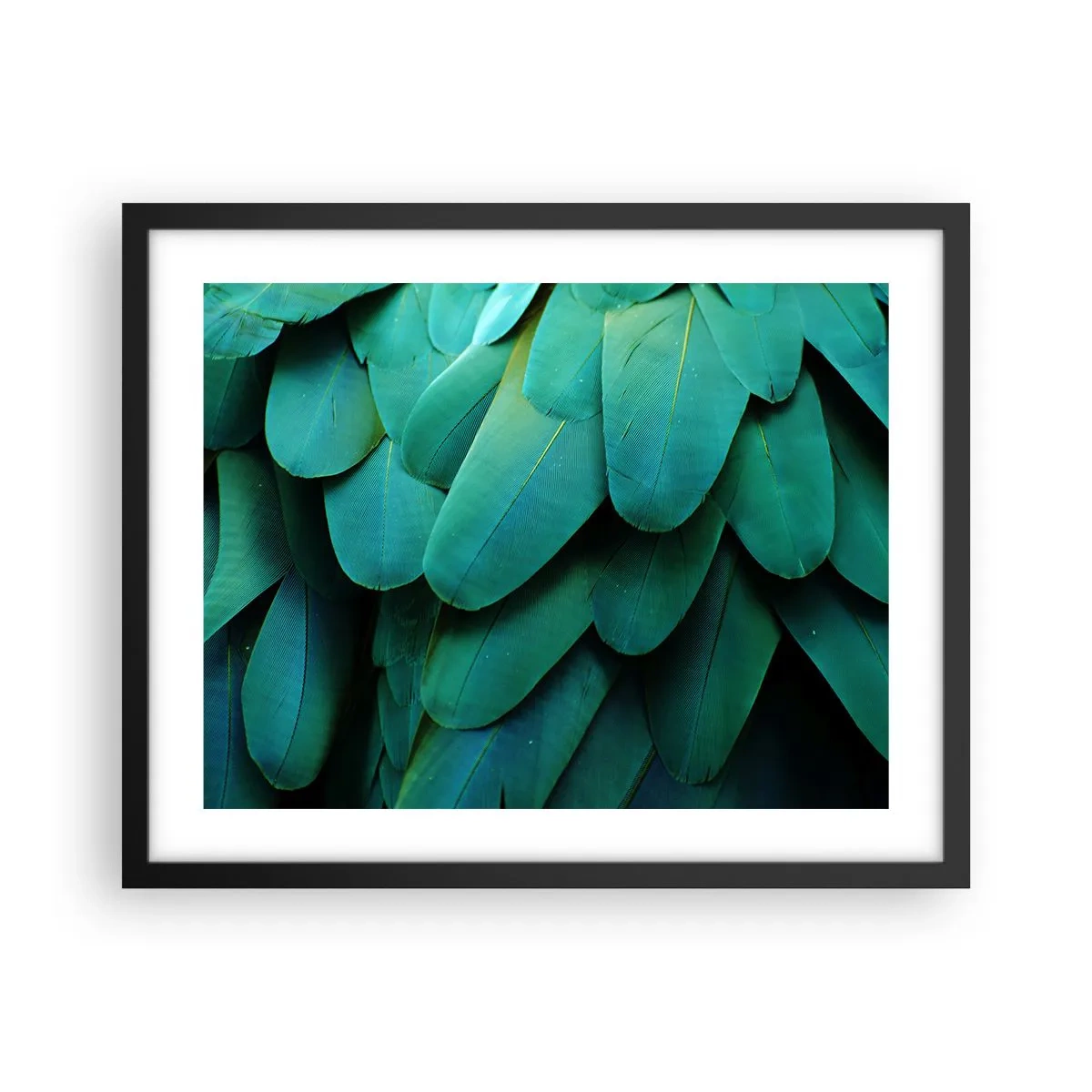 Affisch i svart ram - Precision av papegojans natur - 50x40 cm