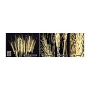 Fototapet Prov Standard Eco - Rustik magi - Flingor, Växter, Natur - 100x30 cm