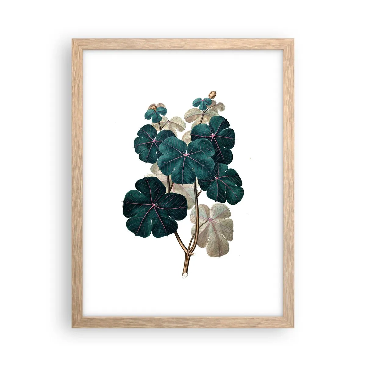 Affisch i ram av ljusek - Från ett gammalt herbarium - 30x40 cm