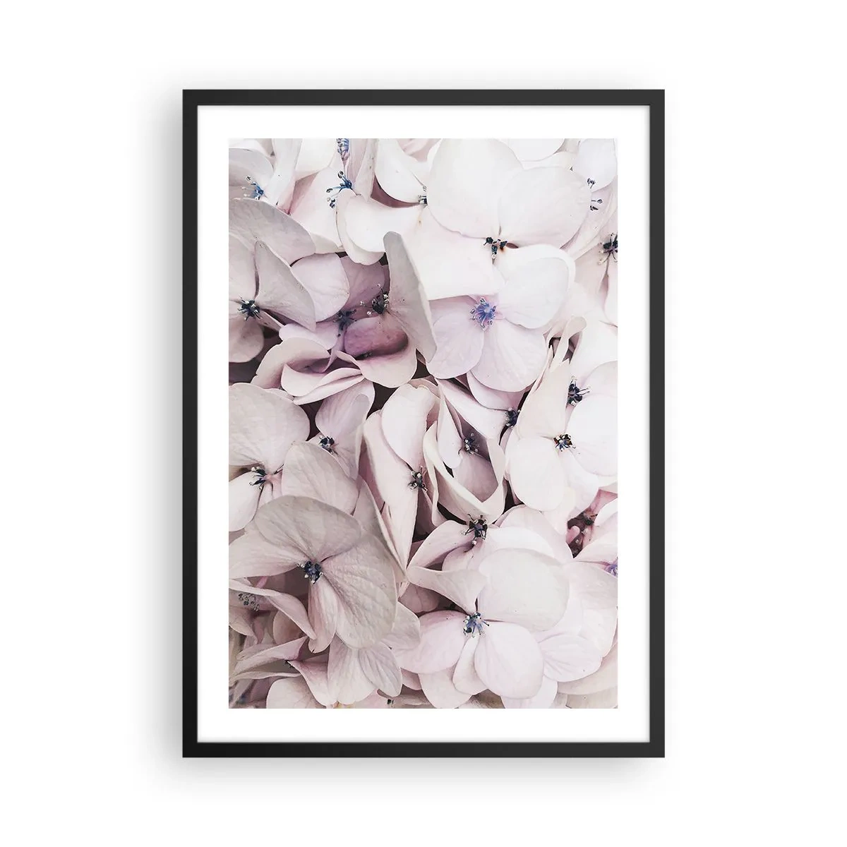 Affisch i svart ram - Närbild på fina pastellfärgade hortensior - 50x70cm - I en flod av blommor - Modern väggdekoration för vardagsrum och sovrum ARTTOR
