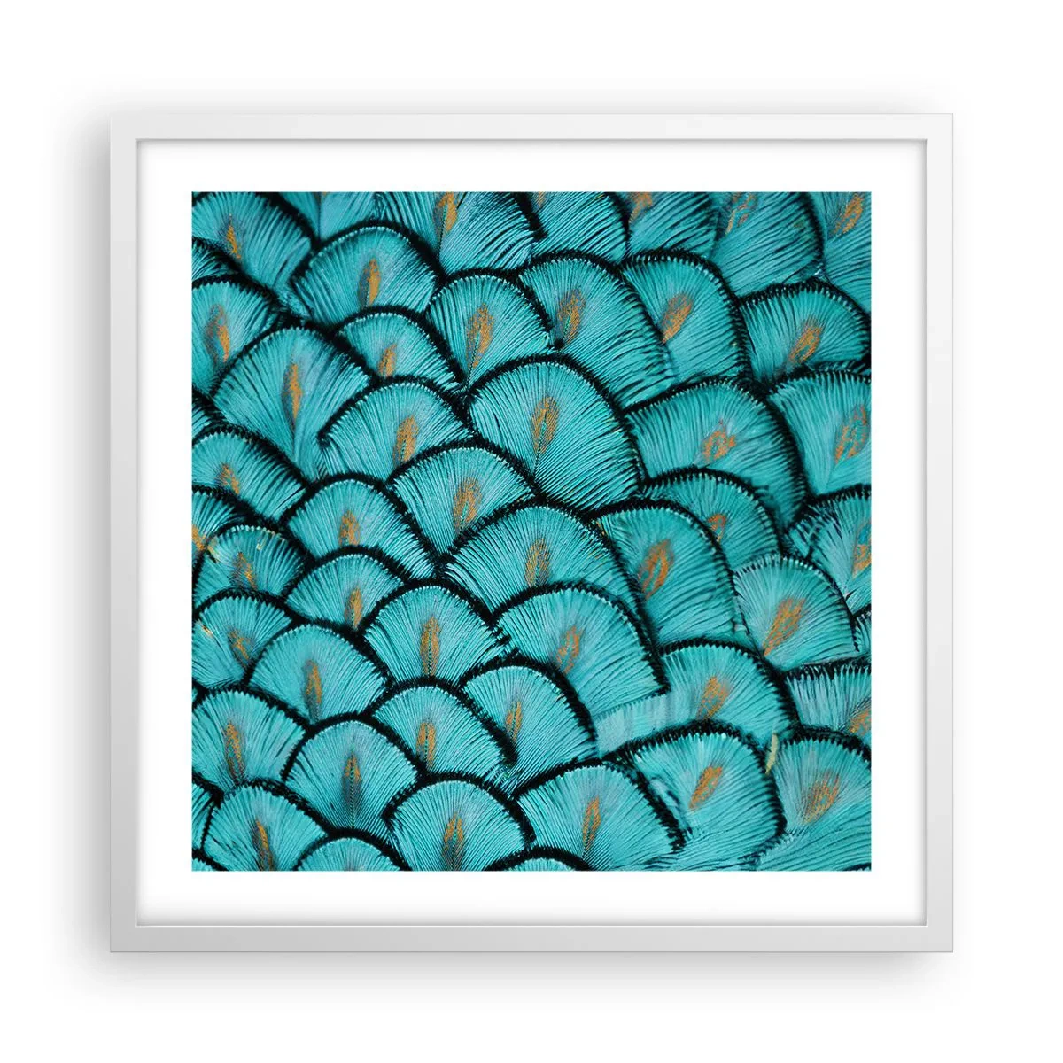 Affisch i vit ram - Den stora fjädergalan - 50x50 cm