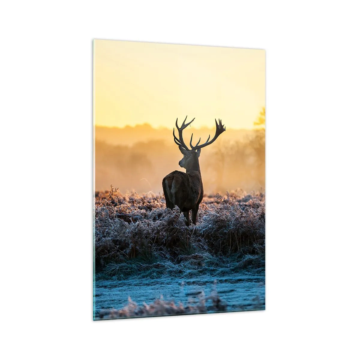 Glastavla - Bild på glas - Krönt på sin mark - 70x100 cm