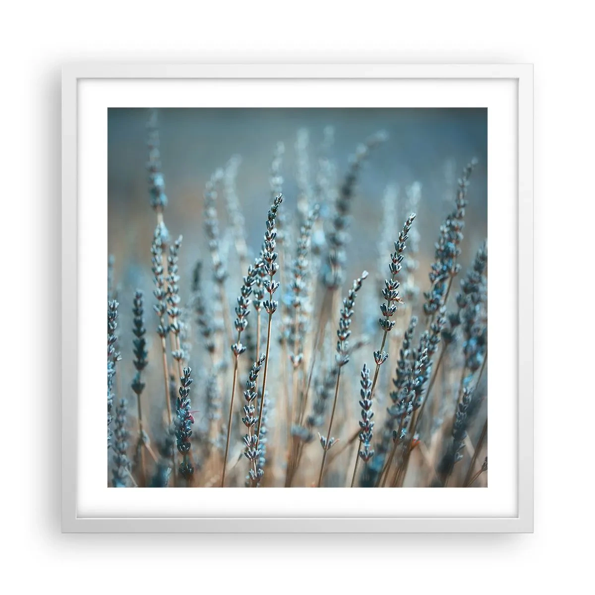 Affisch i vit ram - Doftande åkermark - 50x50 cm