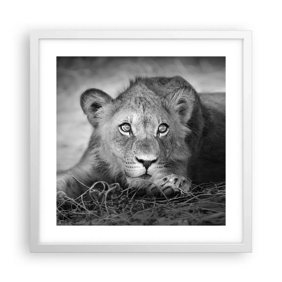 Affisch i vit ram - Kunglig valp - 40x40 cm