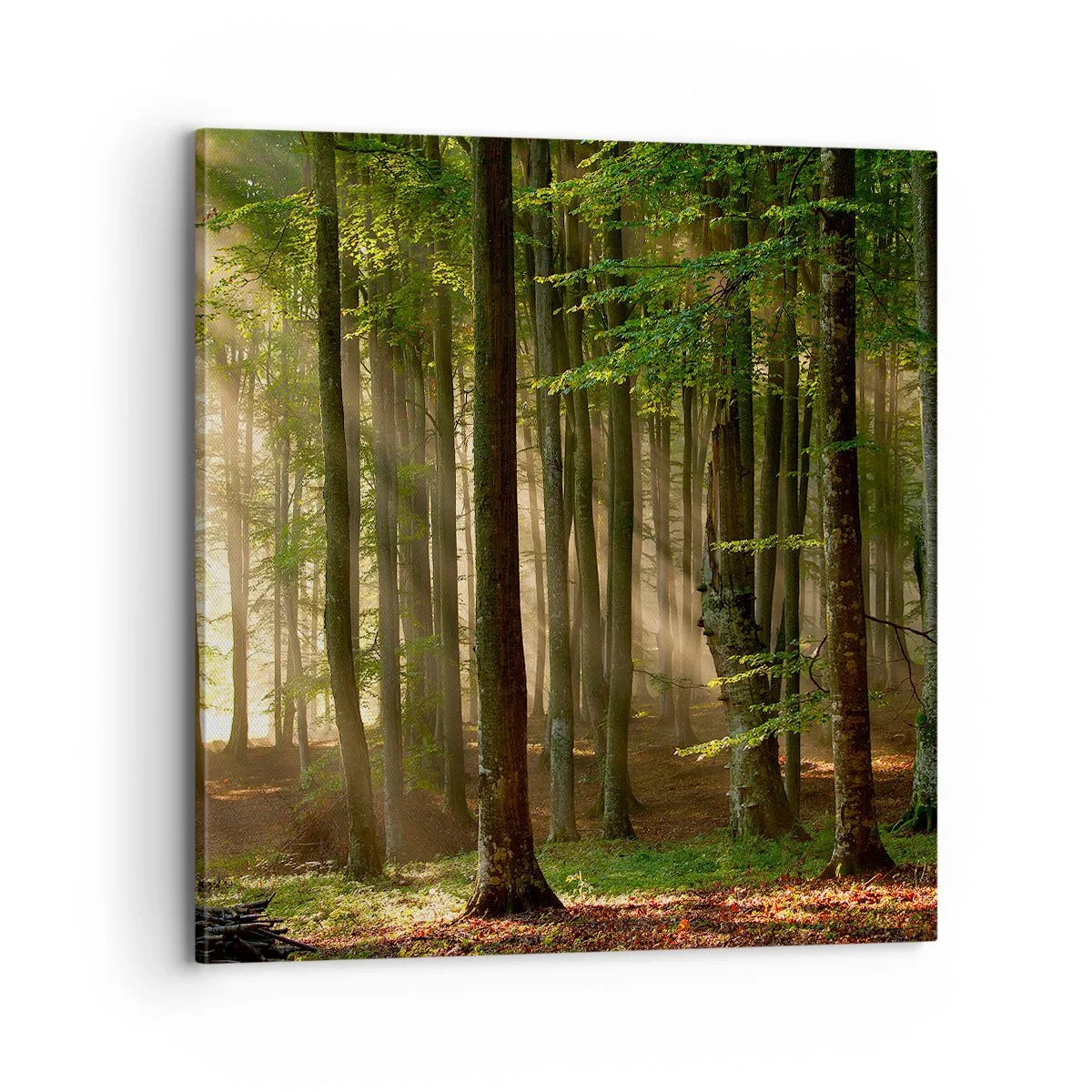 Canvastavla - Bild på duk - Utstrålande på en vårmorgon - 70x70 cm