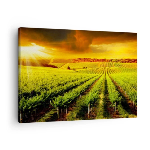 Canvastavla - Bild på duk - Gyllene vingårdar upplysta av solens strålar - 70x50cm - Under australiensiska solen - Modern väggdekoration för vardagsrum och sovrum ARTTOR