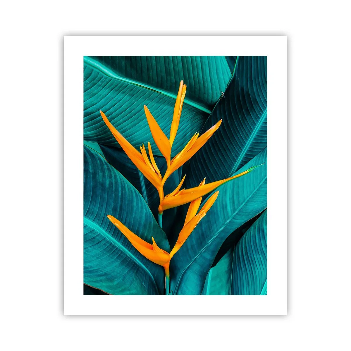 Affisch - Edens blomma - 40x50 cm