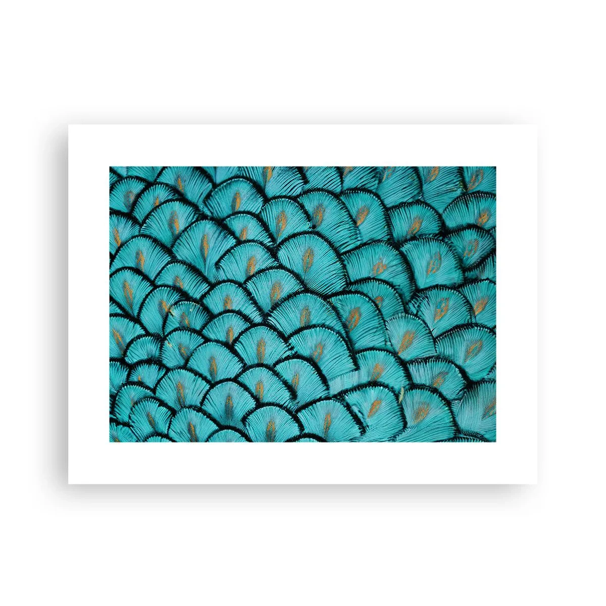 Affisch - Den stora fjädergalan - 40x30 cm