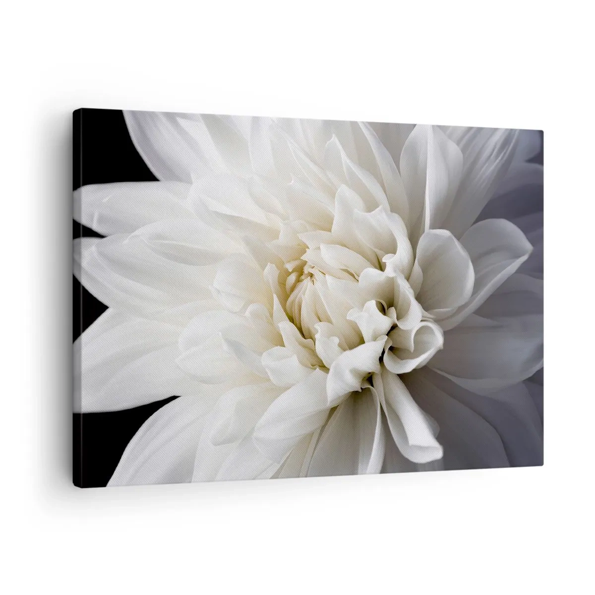 Canvastavla - Bild på duk - En delikat vit blomma på svart bakgrund i en elegant komposition - 70x50cm - En bruds morgon - Modern väggdekoration för vardagsrum och sovrum ARTTOR