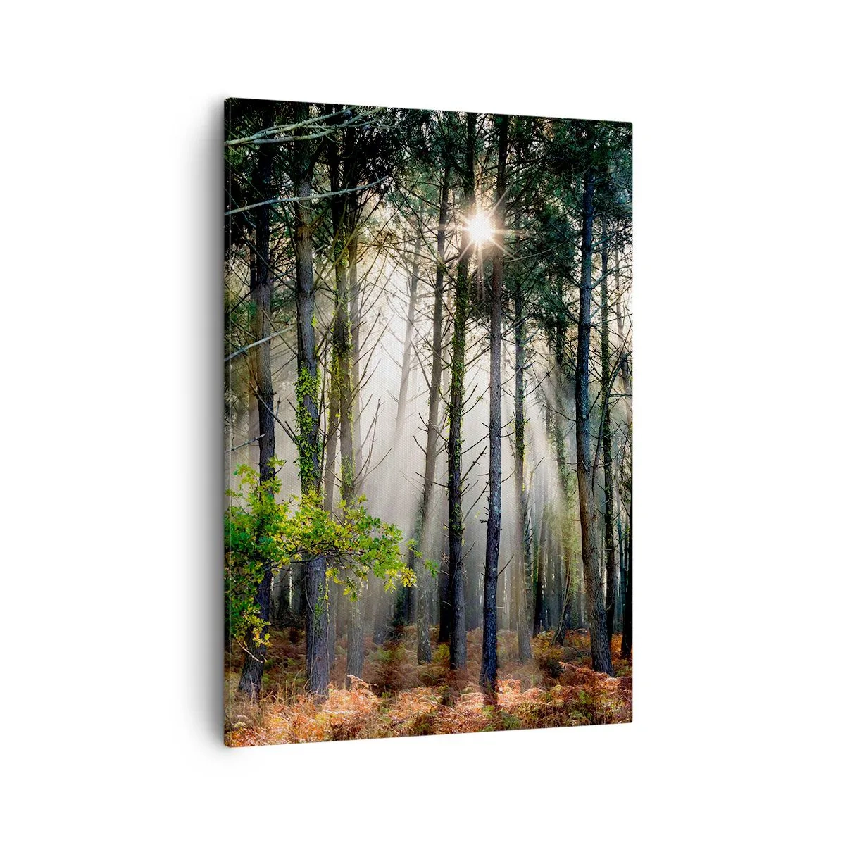 Canvastavla - Bild på duk - Skogens skönhet - 50x70 cm