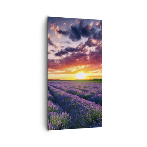 Canvastavla - Bild på duk - Lavandelvärld - 65x120 cm