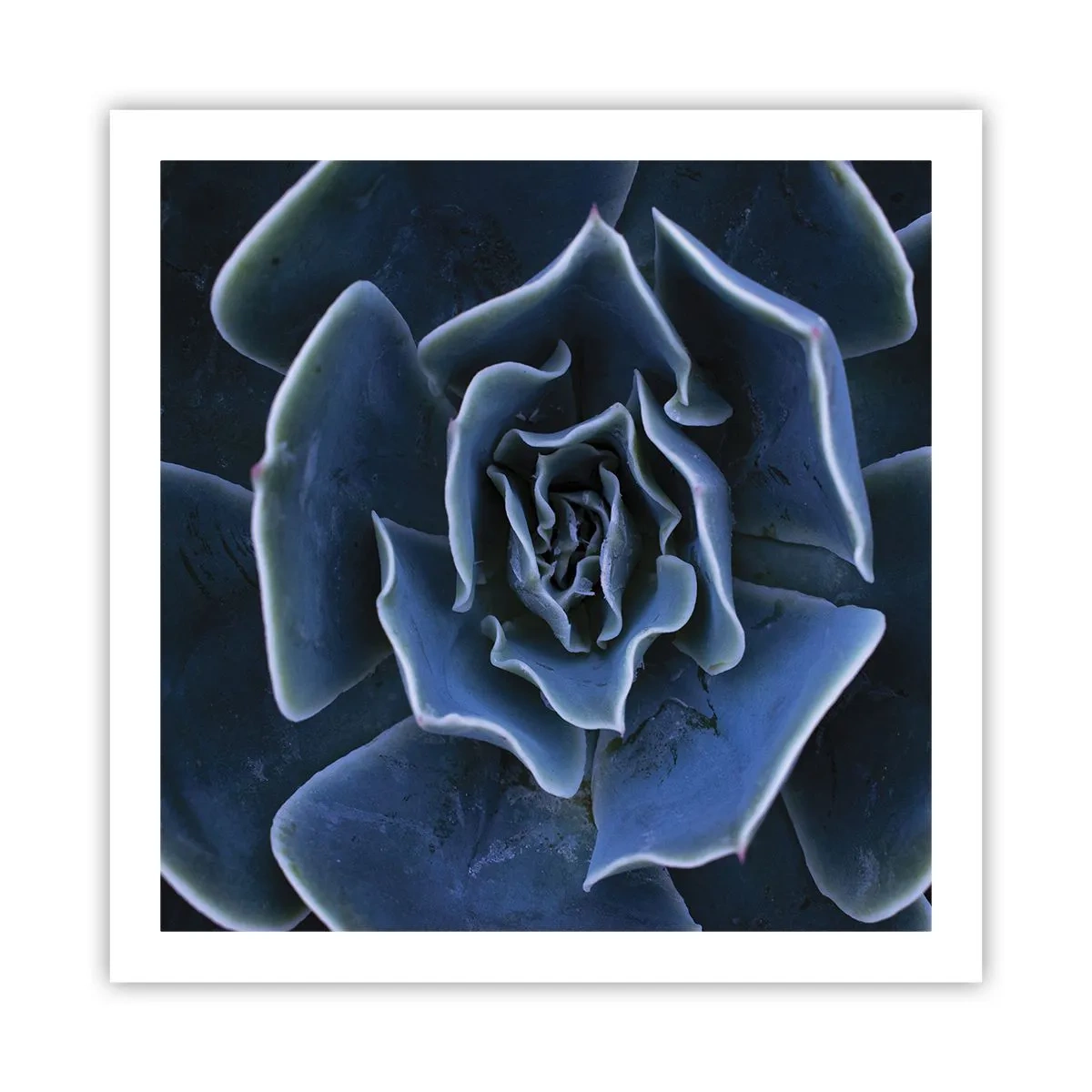 Affisch - Öknens blomma - 60x60 cm