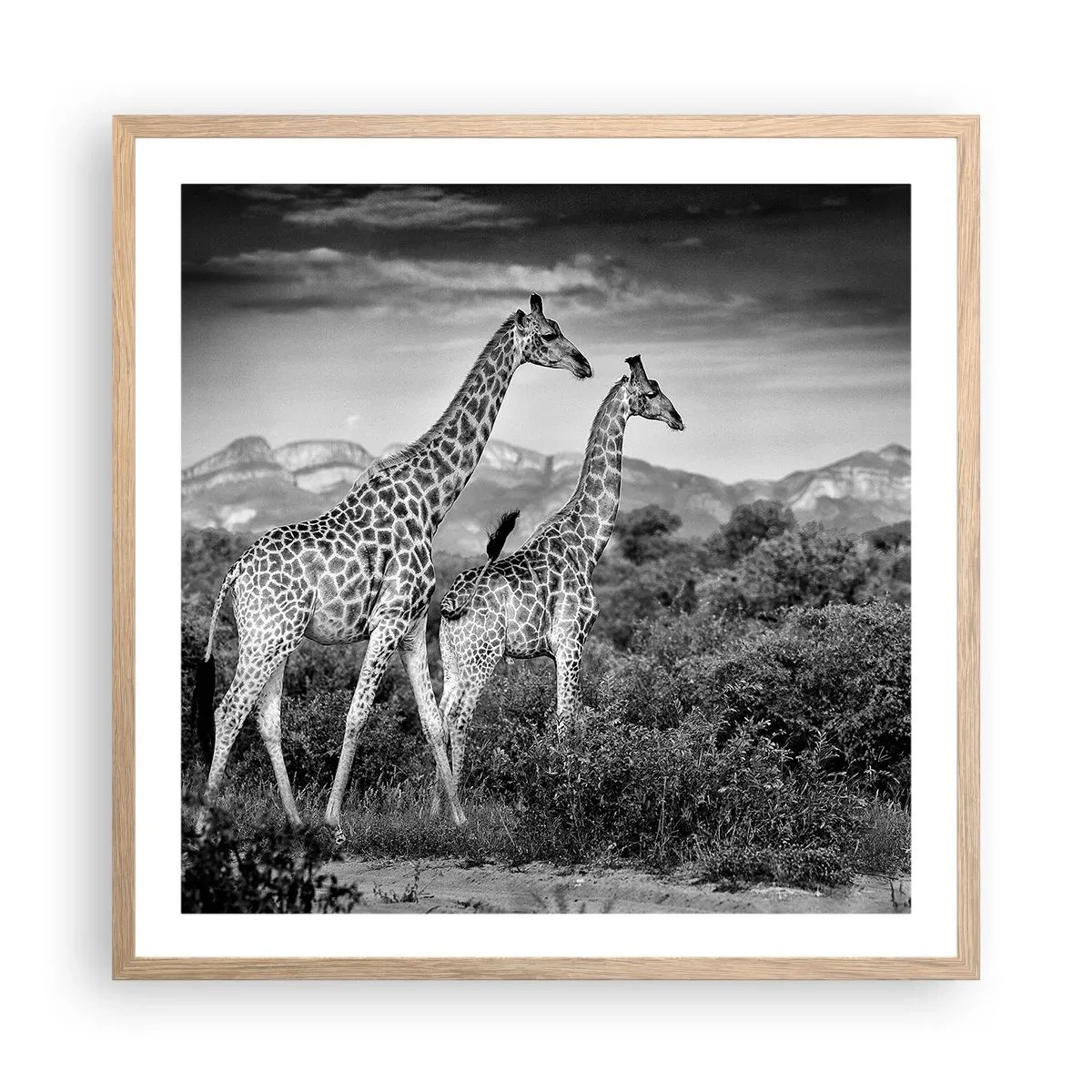 Affisch i ram av ljusek - Högre klasser i Afrika - 60x60 cm