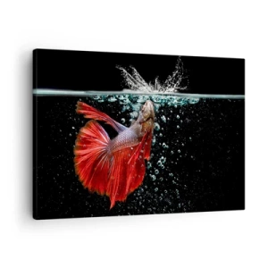 Canvastavla - Bild på duk - En magnifik betta i vattnet mot en mörk bakgrund - 70x50cm - Du har tre önskemål - Modern väggdekoration för vardagsrum och sovrum ARTTOR