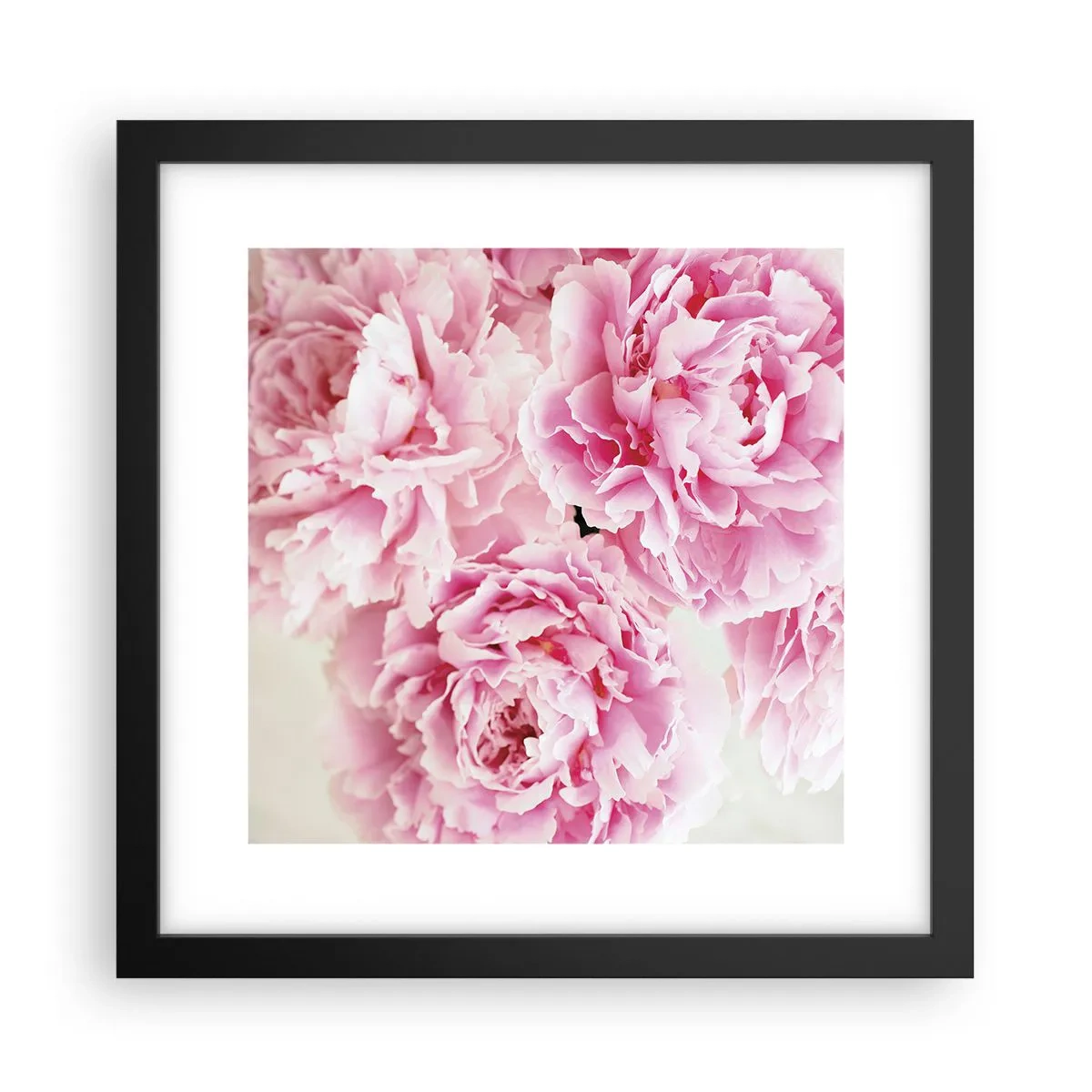 Affisch i svart ram - Rosa prakt - 30x30 cm