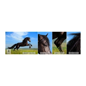 Fototapet Prov Standard Eco - Tagande frihetsmanifest - Djur, Häst, Landskap - 100x30 cm