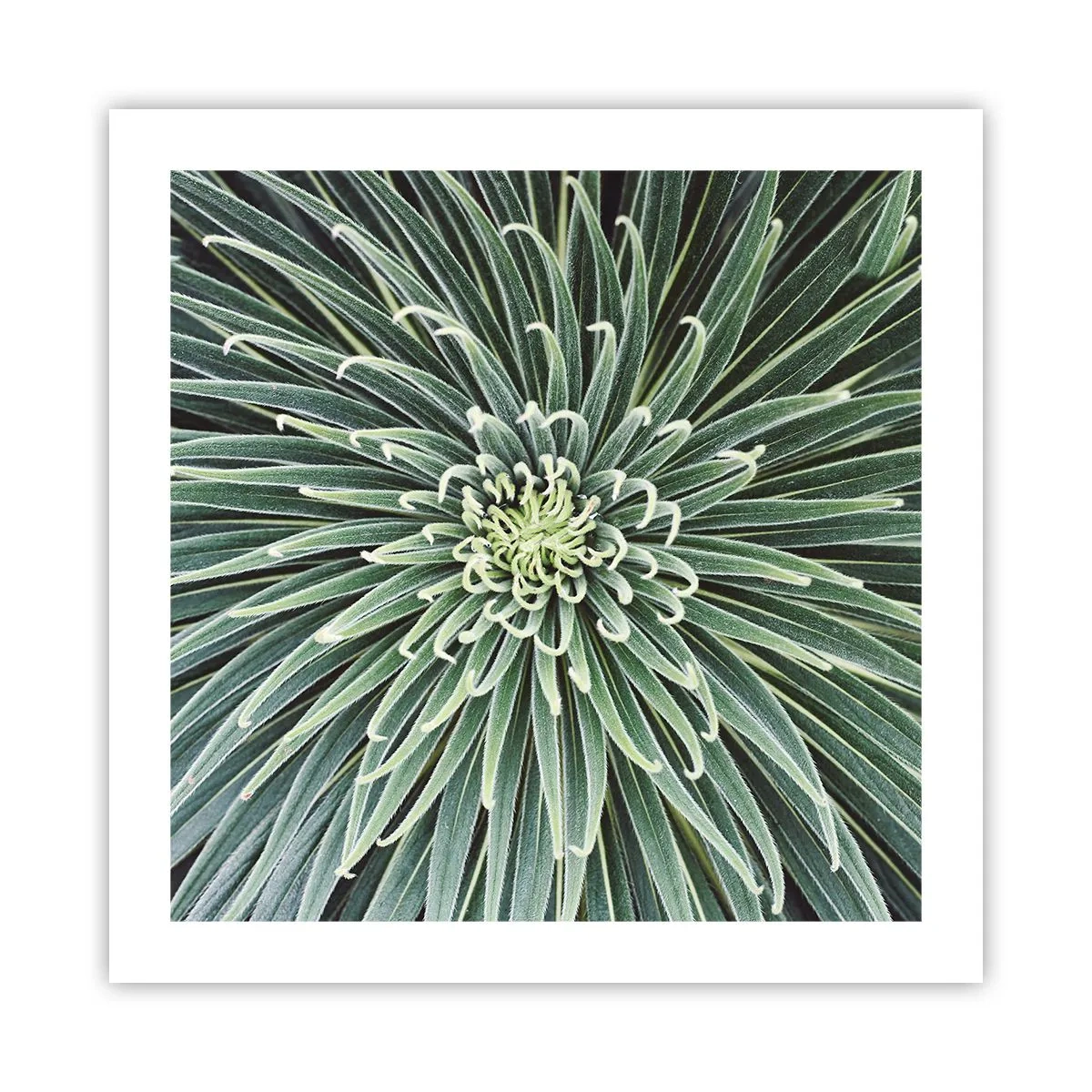 Affisch - Stjärna föds - 50x50 cm