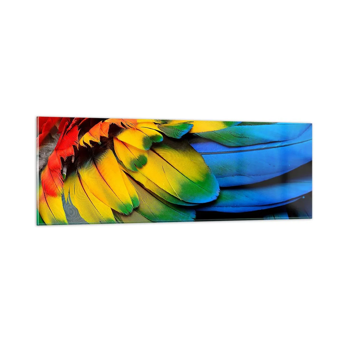 Glastavla - Bild på glas - Paradisfågel - 90x30 cm