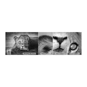 Fototapet Prov Standard Eco - Kunglig valp - Djur, Lejon, Svartvitt - 100x30 cm