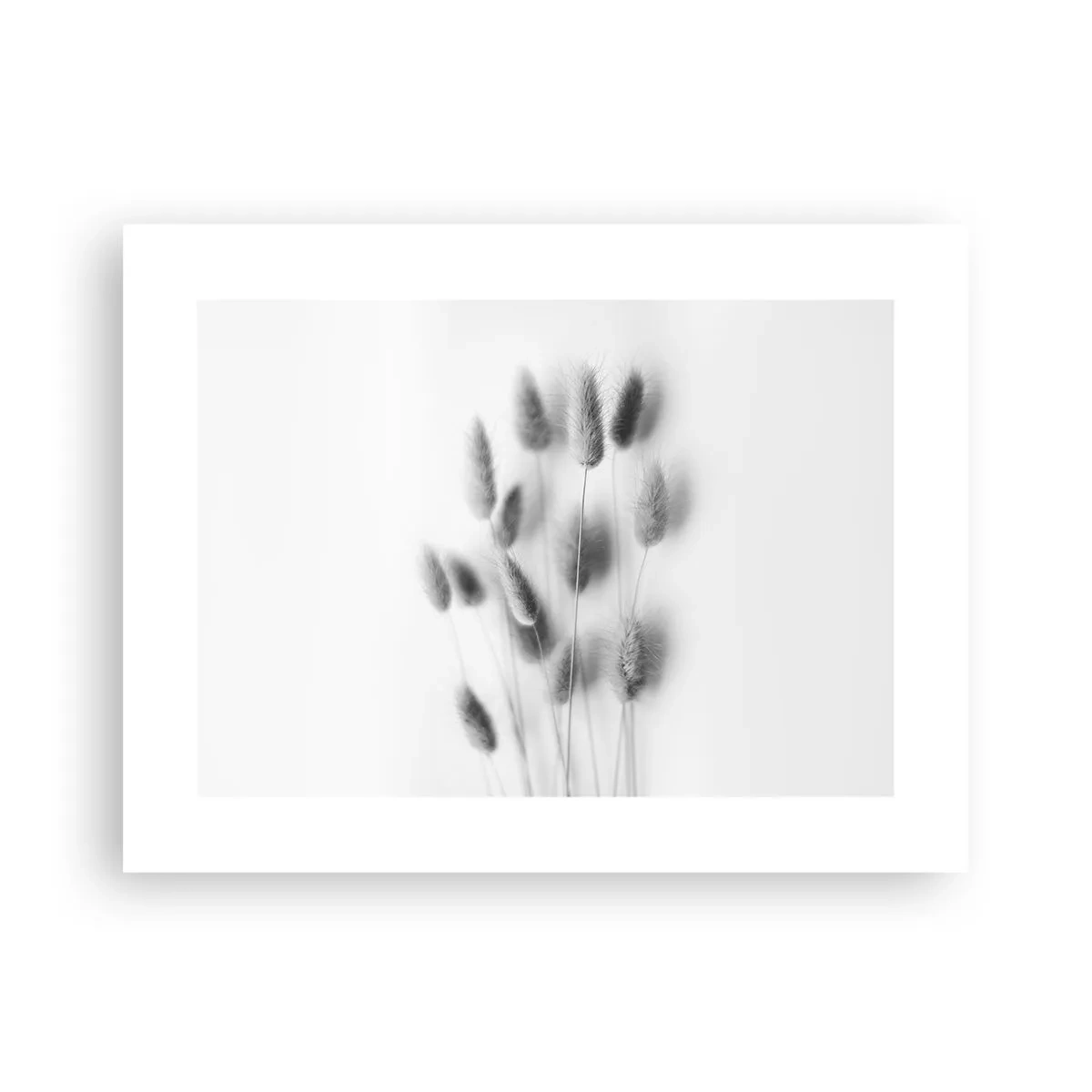 Affisch - Fluffigt gräs - 40x30 cm