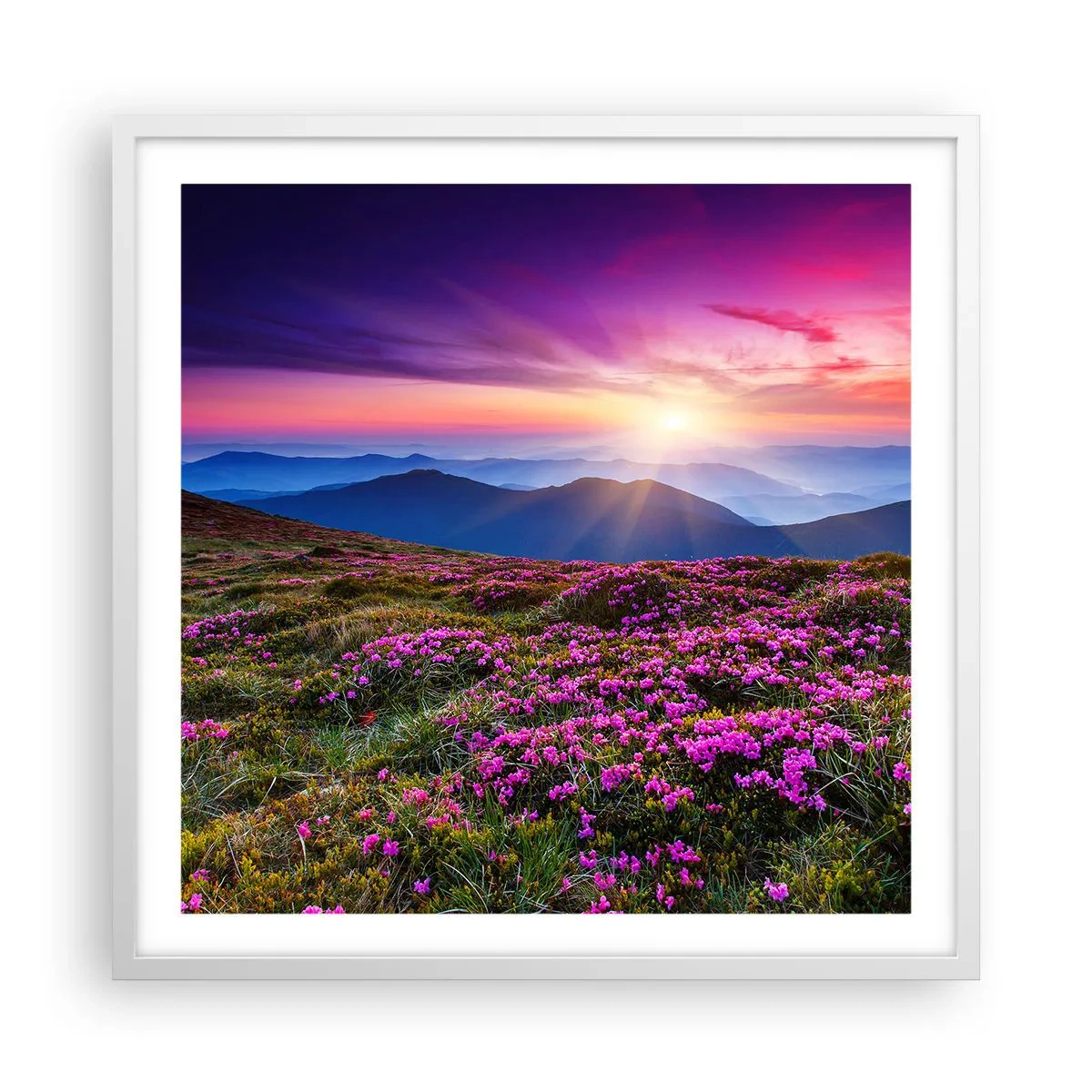 Affisch i vit ram - Doftande örter - 60x60 cm