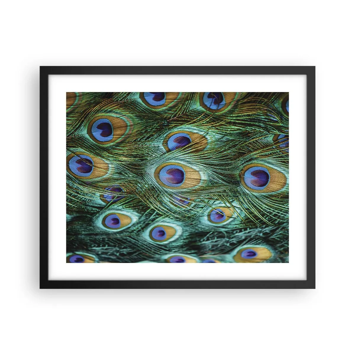 Affisch i svart ram - Påfågels blick - 50x40 cm