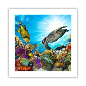 Affisch - Korallpromenad - 40x40 cm