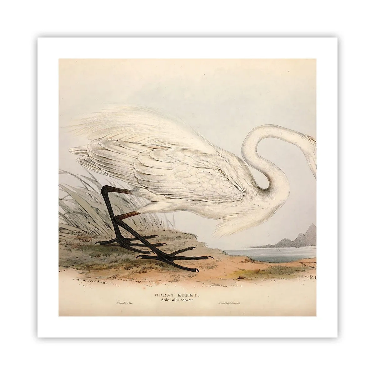 Affisch - En dam i vassen - 50x50 cm