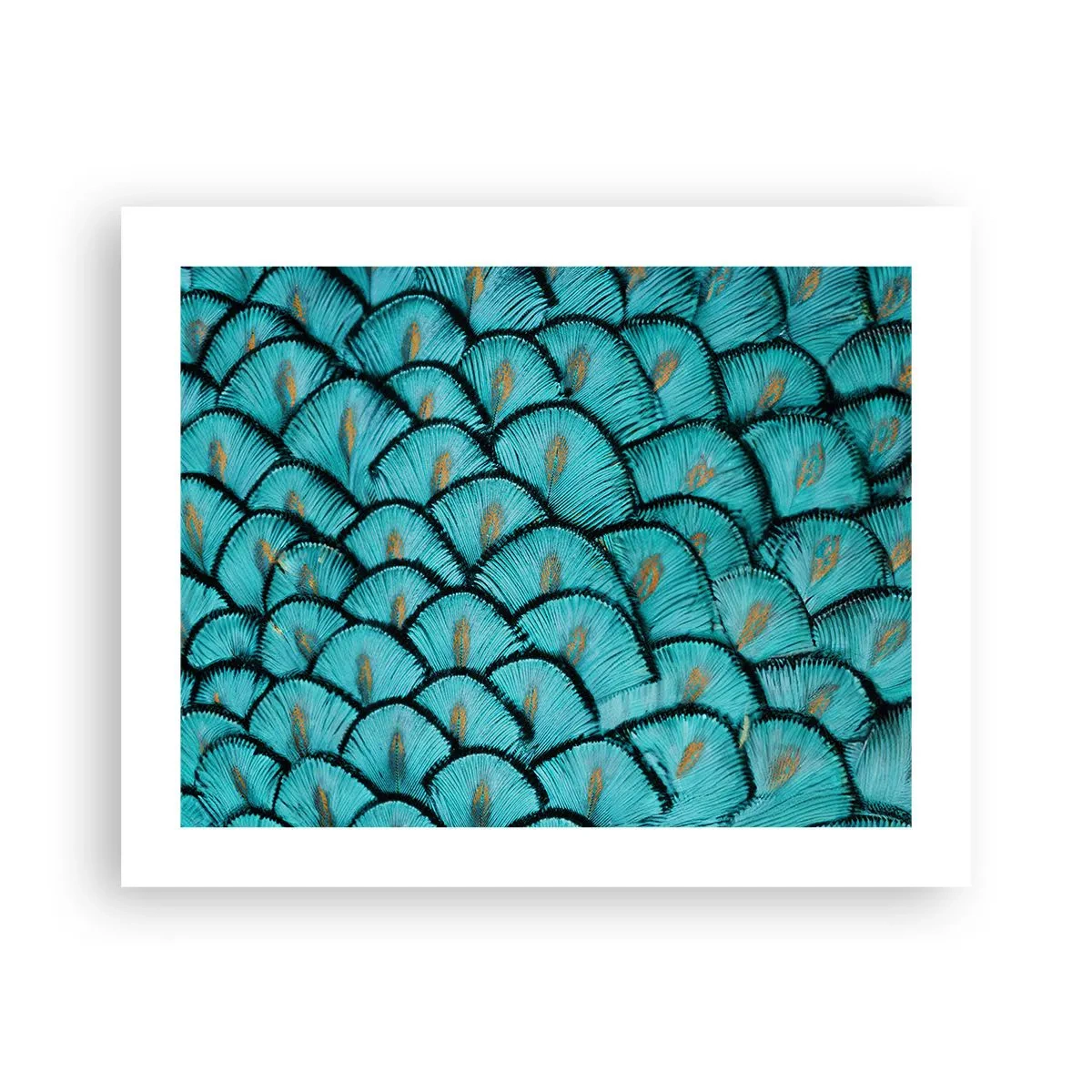 Affisch - Den stora fjädergalan - 50x40 cm