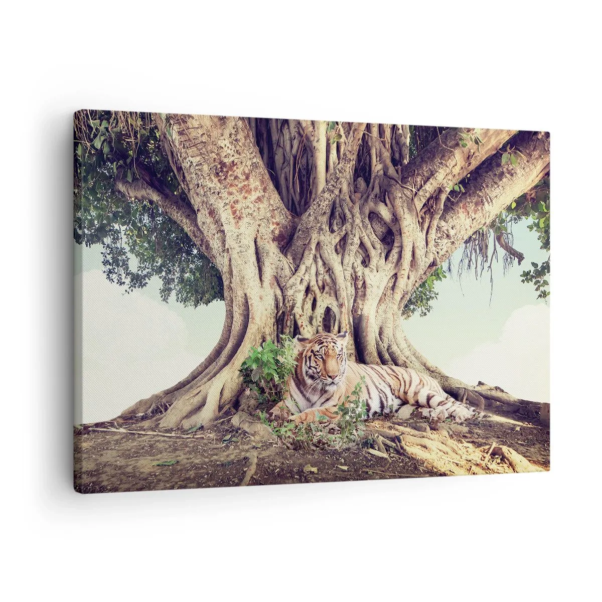 Canvastavla - Bild på duk - En tiger som vilar under ett utbredande träd - 70x50cm - Vi från Första Moseboken - Modern väggdekoration för vardagsrum och sovrum ARTTOR