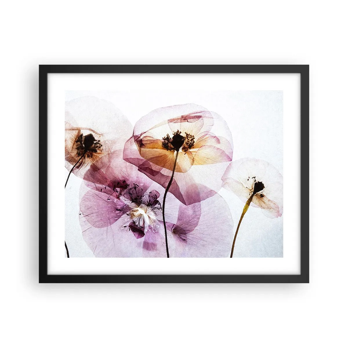 Affisch i svart ram - Blommornas transparenta kroppar - 50x40 cm
