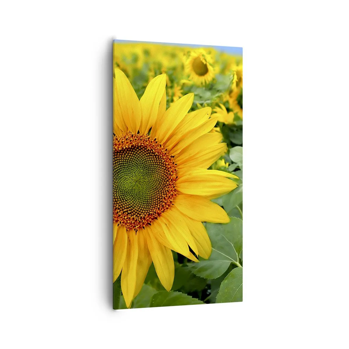 Canvastavla - Bild på duk - Hundratals brinnande solar - 65x120 cm