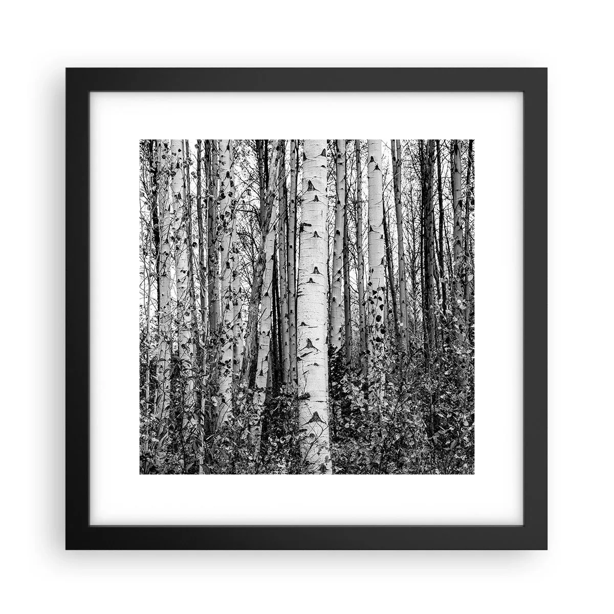 Affisch i svart ram - Björkpelargång - 30x30 cm